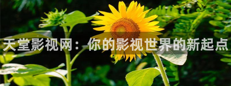国产超碰97人人做人人爱：天堂影视网：你的影视世界的新起点